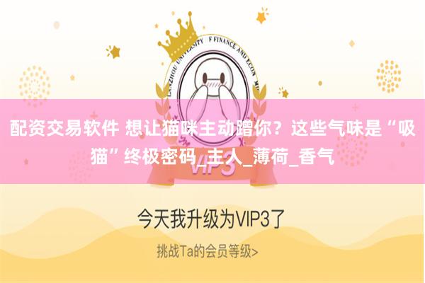 配资交易软件 想让猫咪主动蹭你？这些气味是“吸猫”终极密码_主人_薄荷_香气